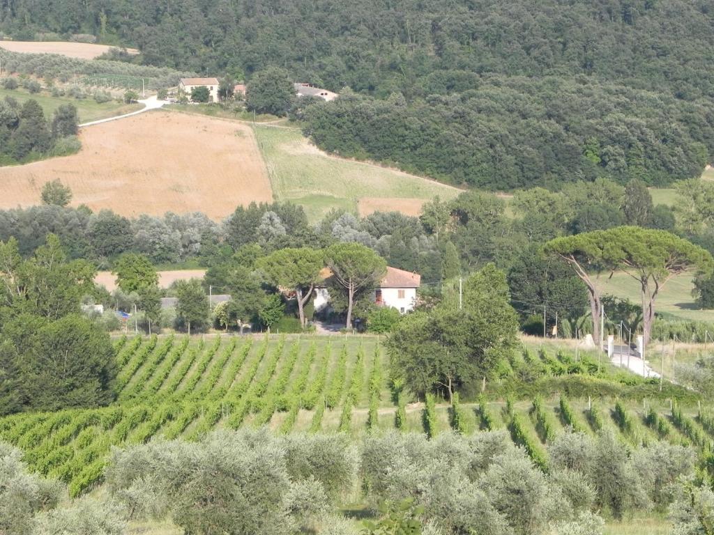 Tenuta Pizzogallo Amelia Ruang foto